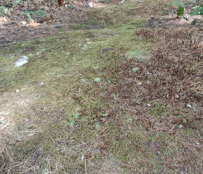 Moss and Lichen ID Project