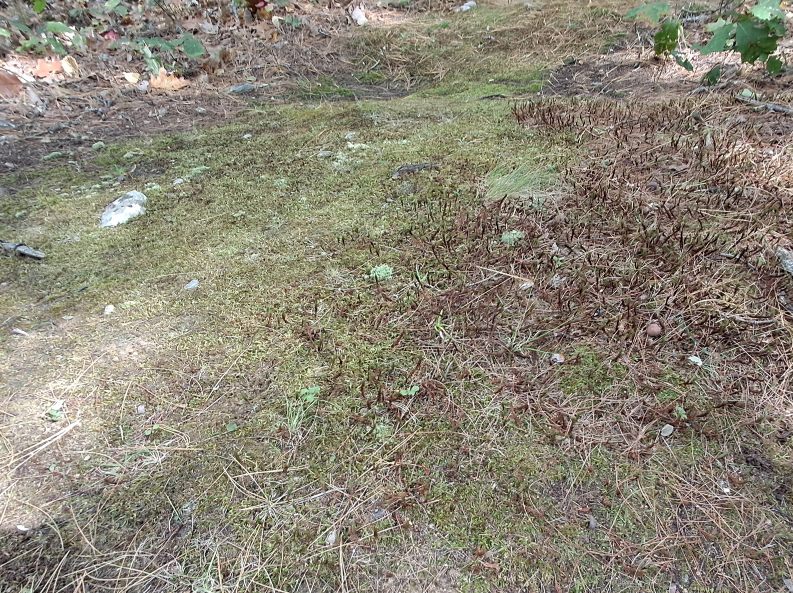 Moss and Lichen ID Project