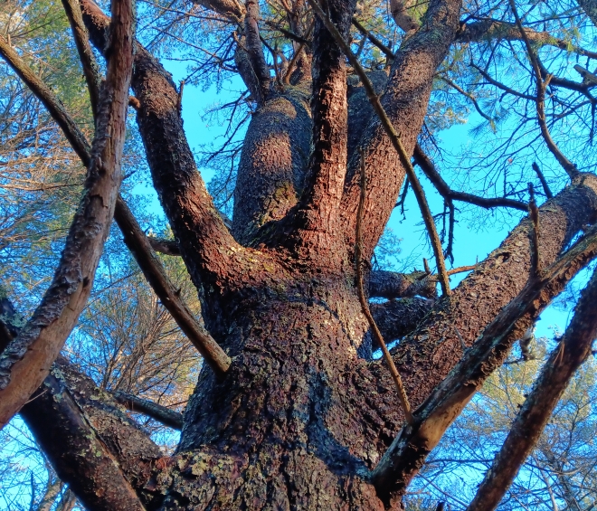 Pasture Pine Project