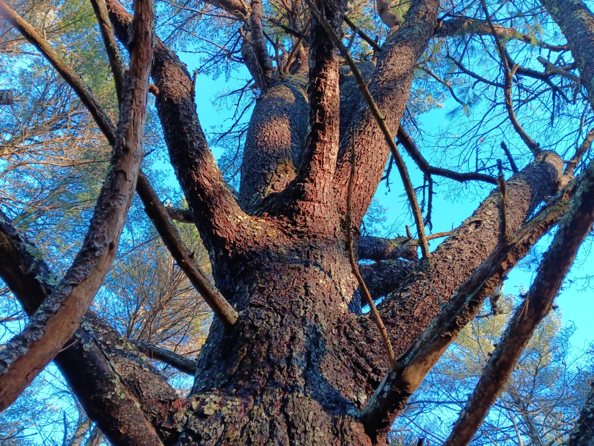 Pasture Pine Project