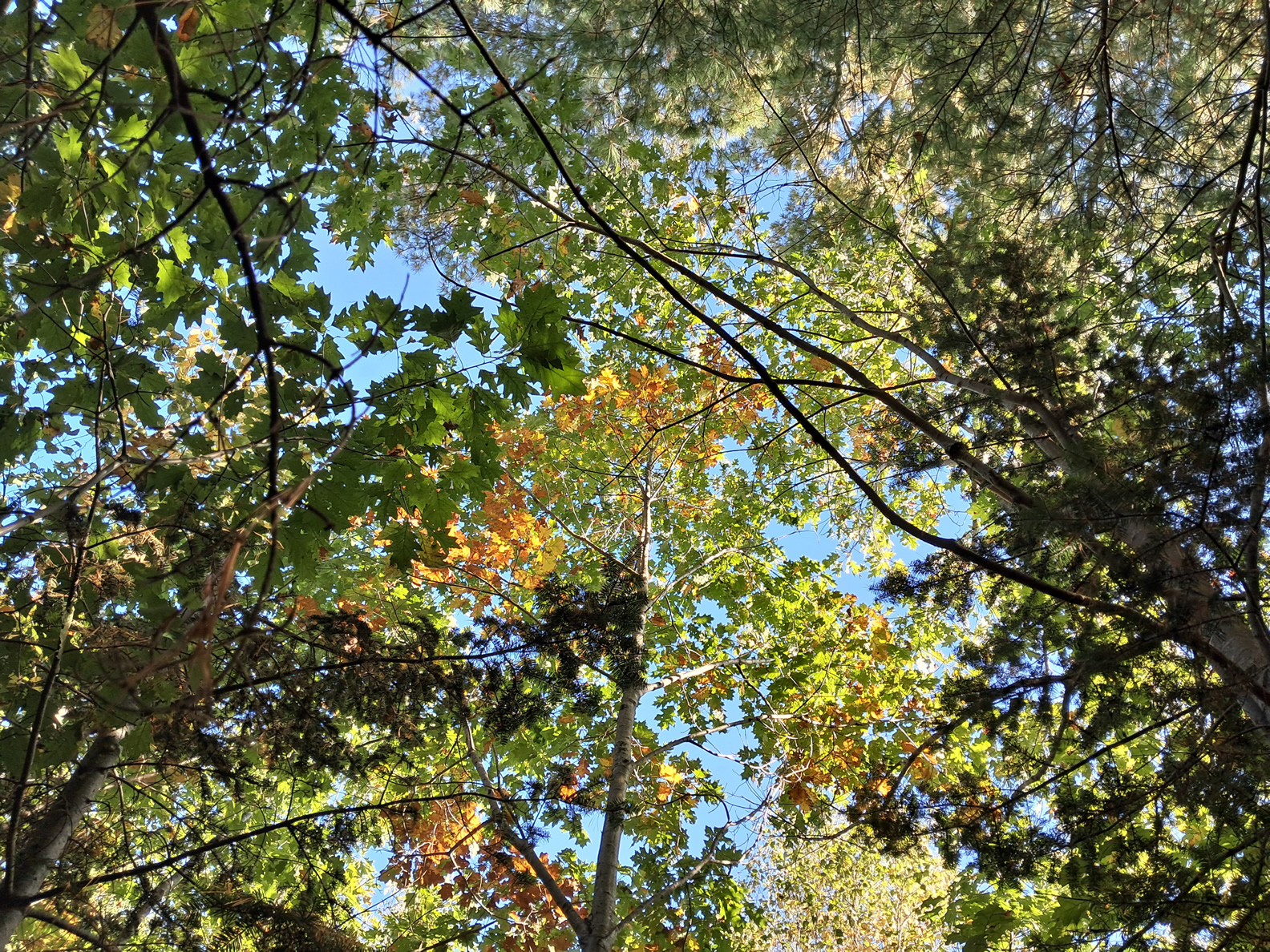 Diversity and Ecology  Project