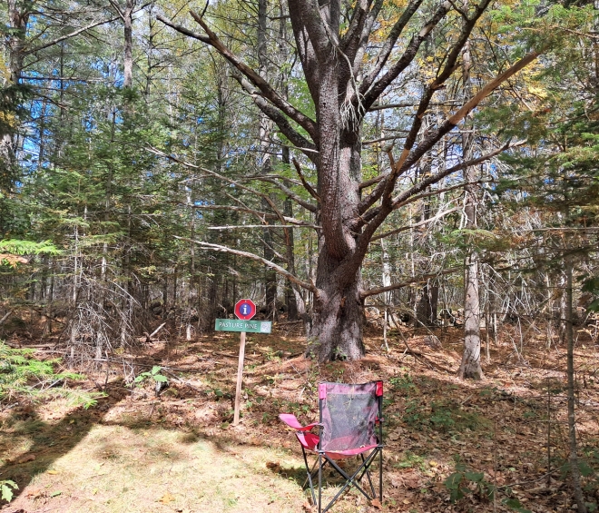 Pine Tree Dating and Mapping