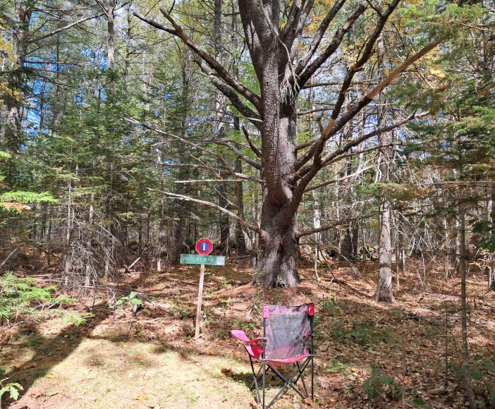 Pine Tree Dating and Mapping