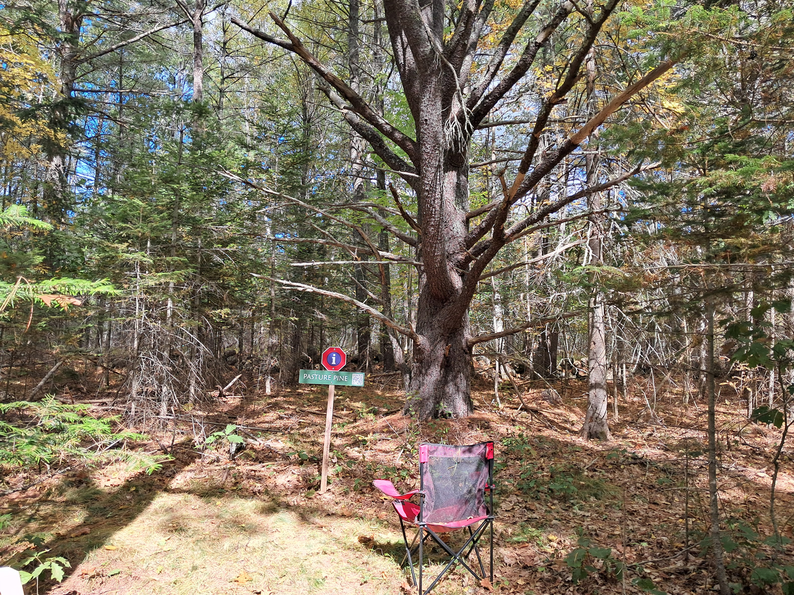 Pine-Map-Project-Cover