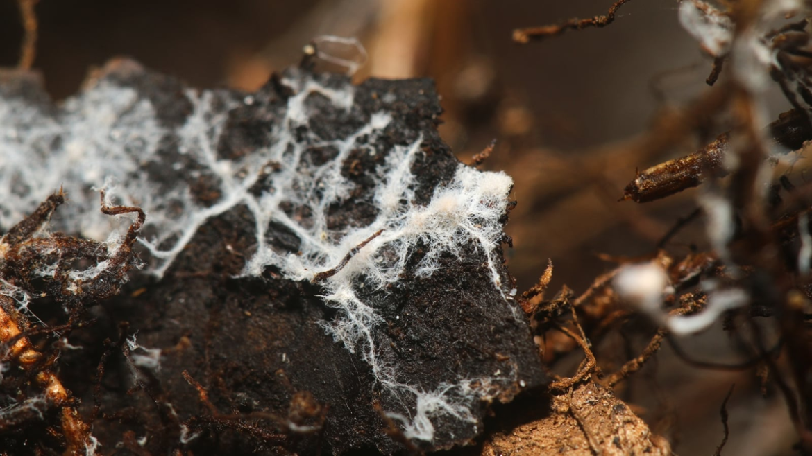 There’s a Fungus Among Us!