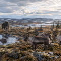 Tundra = Nascent Forest